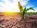 Opgelet: Vanaf vrijdag 4 juli 2025 gelden extra beperkingen op het gebruik van oppervlaktewater in Oost-Vlaanderen