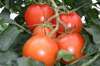 Geleid bezoek tomaat: nieuwigheden in het wateronderzoek