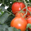 Geleid bezoek tomaat: nieuwigheden in het wateronderzoek