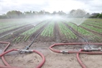 Infovergadering ‘beredeneerd beregenen van openluchtgroenten en aardappelen’ - BDB