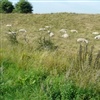 Het talud kan je laten begrazen door schapen.