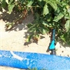 Bedrijfsbezoek ‘Druppelirrigatie, diepdrainage en waterkwaliteit’