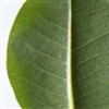 Foto 2: Wateropname  (= geen infectiedruk van Phytophthora)