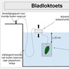 Figuur 1: Schema bladloktoets