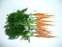 ‘Uitzonderlijke’ droogte vraagt beregening in diverse groenten