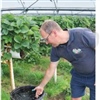 Het overlopend water van de stellin­genteelt aardbeien wordt opgevangen en hergebruikt. ©Boerenbond, Jan Van Bavel