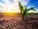 Presentaties studiedag ‘Wapen je teelten tegen droogte en noodweer'