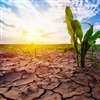 Presentaties studiedag ‘Wapen je teelten tegen droogte en noodweer'