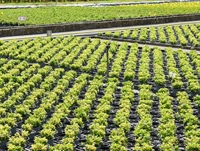 Proefveldbezoek sierteelt op containerveld - site Destelbergen