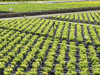 Proefveldbezoek sierteelt op containerveld - site Destelbergen