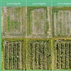 Figuur 3. Effect van irrigatie op de groeiachterstand van Acer in de geïrrigeerde blokken, 2 weken na de start van de behandelingen op 27 juni en op 10 augustus 2023.