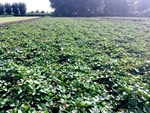 Hogere watergift in bataatteelt levert hogere opbrengst op