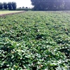 Hogere watergift in bataatteelt levert hogere opbrengst op