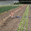 Riga-project onderzoek groenten - PCG Kruishoutem