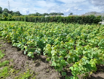 Effect van droogte-mitigerende technieken op bodemvocht en gewasgroei