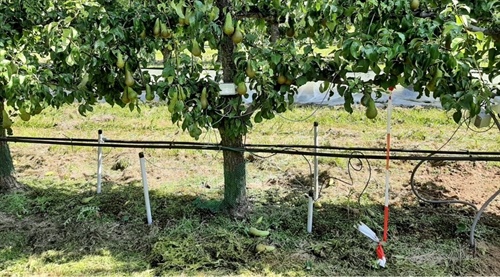 Sensoren irrigatiesturing pit- en steenfruit