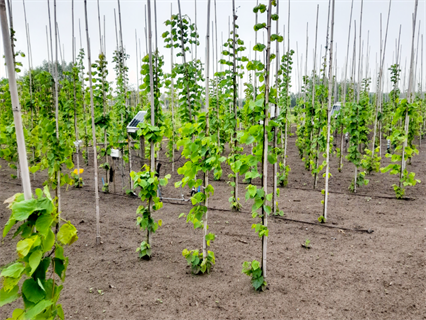 HydroSoilWise bundelt kennis over bodem- en waterbeheertechnieken