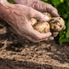 Geen aardappelen zonder water