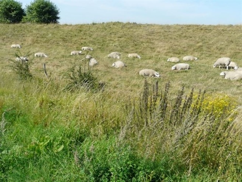 Het talud kan je laten begrazen door schapen.