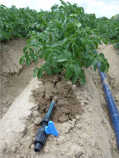 Mogelijkheden van druppelirrigatie en fertigatie in de teelt van aardappelen