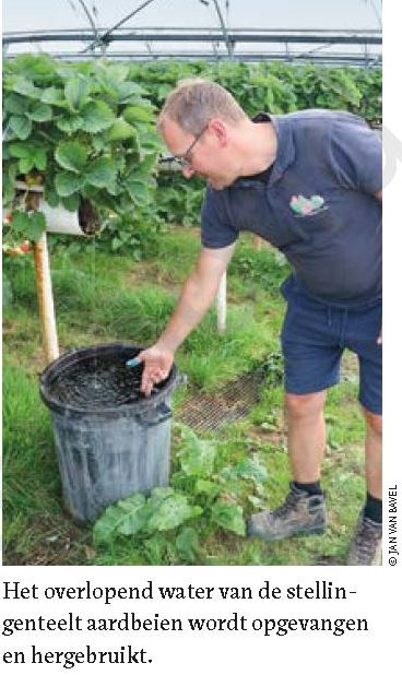 Het overlopend water van de stellin­genteelt aardbeien wordt opgevangen en hergebruikt. ©Boerenbond, Jan Van Bavel