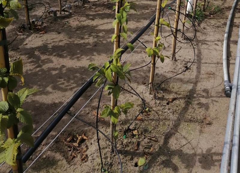 Druppelleidingen gecombineerd met slimme plant- of bodemsensoren kunnen tot een reductie in de watergift leiden zonder verlies van kwaliteit of kwantiteit.