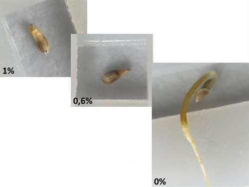 Figuur 2: Een onderdrukte wortelgroei bij aanwezigheid van de antiwortelstof (0,6% en 1%) en in de controle gewone wortelgroei.