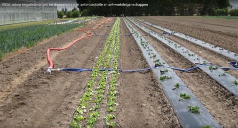 Validatieproef met de Riga darmen bij sla en courgette