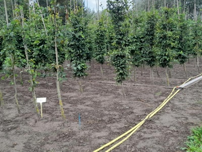 Proefopstelling irrigatieproef in laanbomen (Carpinus betulus).