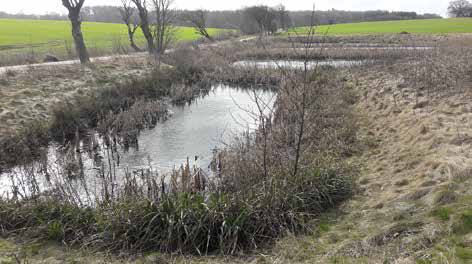 Rietvelden voor de verwijdering van N en P uit drainagewater (omgeving Billund DK).