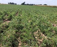 Gewasschade door de droogte