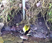 Nitraten in drainagewater reduceren met mobiele...